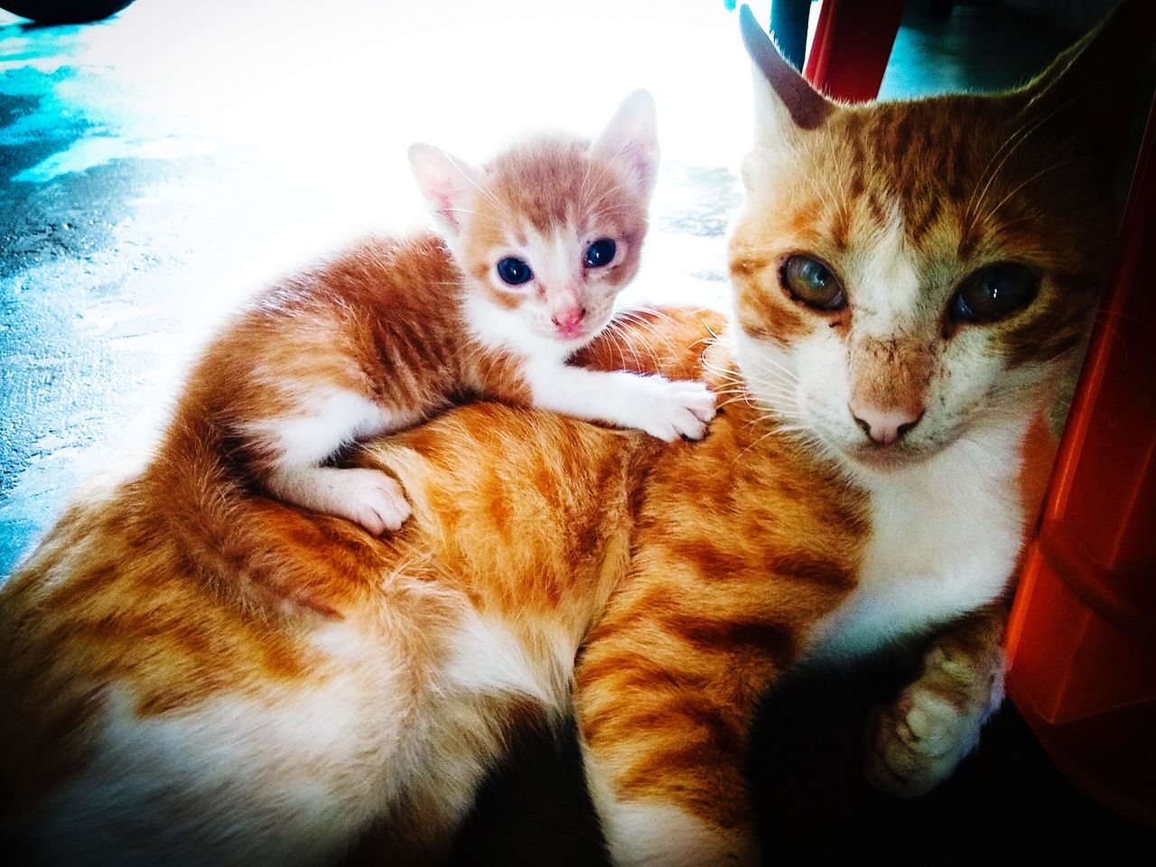 PORTRAIT OF CATS ON CARPET