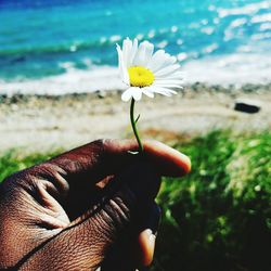 Close-up of cropped hand holding flower