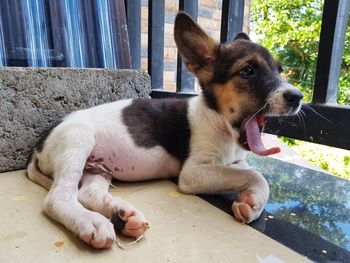 Close-up of a dog resting