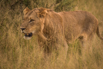 Lioness walking in forest