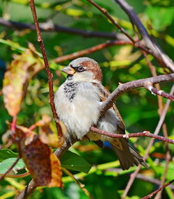 Close-up of bird perching on branch