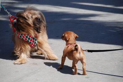 View of two dogs on road in city