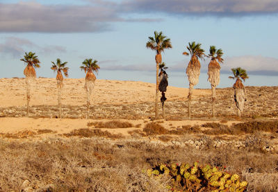 Palm trees on desert against sky