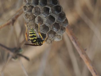 Close-up of wasp on leaf