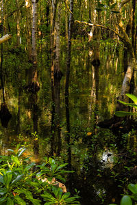 Scenic view of lake in forest