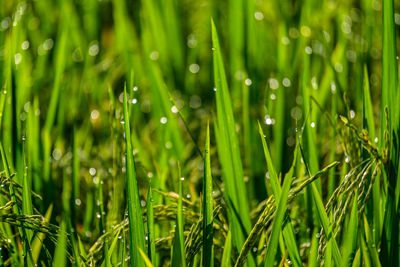 Full frame shot of raindrops on grass