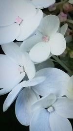 Close-up of white flowers