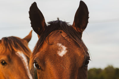 Close up of a horse photo bombing another horse. 