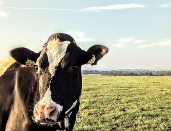 Cow in a field