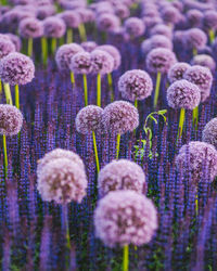 Close-up of lavender flowers in field