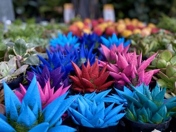 Close-up of multi colored flowering plant