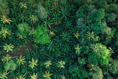 Full frame shot of plants