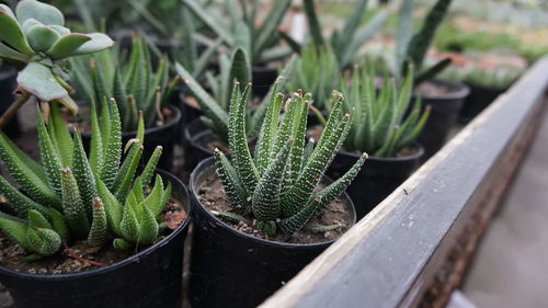 High angle view of potted plants