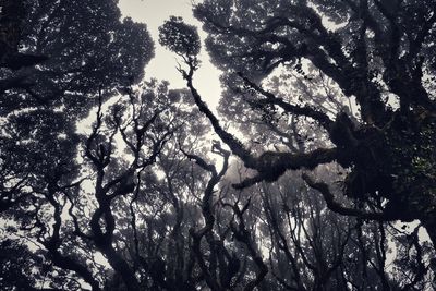 Low angle view of tree against sky