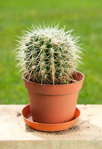 Potted cactus plant on retaining wall