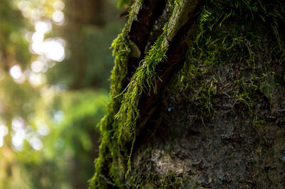 Close-up of tree trunk