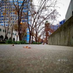 Surface level of road amidst buildings in city