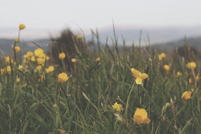 Yellow flowers growing in field