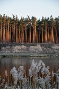 Scenic view of lake in forest against sky