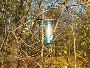 Low angle view of illuminated lamp in forest