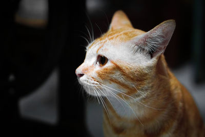 Close-up of a cat looking away