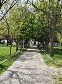 Footpath amidst trees in park