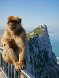 Monkey looking away while sitting on railing against clear blue sky