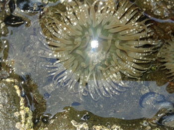 Close-up of turtle in sea