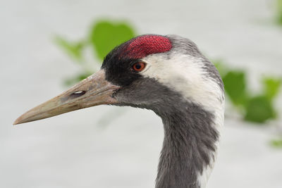 Head shot of a common crane