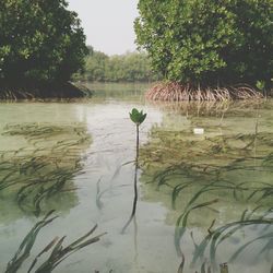 Reflection of trees in lake