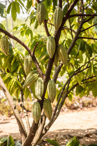 Close-up of fruits hanging on tree