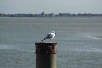 Seagull perching on wooden post