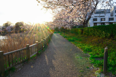 Footpath amidst trees and buildings against sky