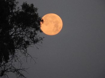 Low angle view of silhouette tree against sky at night