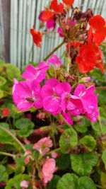 Close-up of pink flowers blooming outdoors