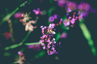 Close-up of honey bee on purple flower