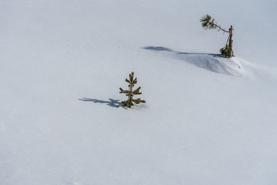 High angle view of plants on snow during winter