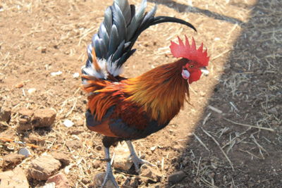 View of a bird on field