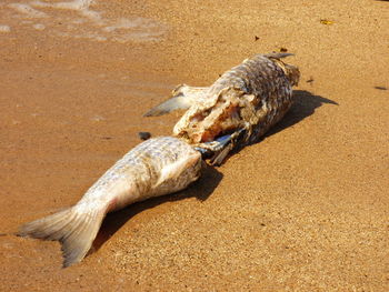 Close-up of damaged dead fish on sand