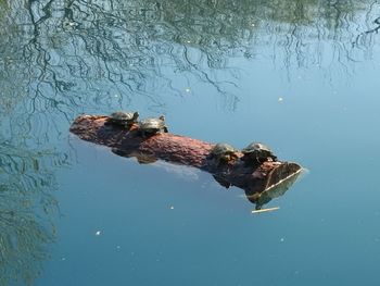High angle view of turtles swimming on lake