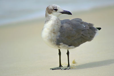 Close-up of bird perching outdoors