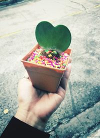 Cropped hand holding heart shape potted cactus plant with colorful candies