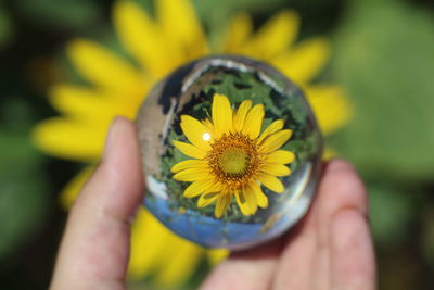 Close-up of hand holding yellow flower