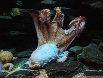 Close-up of fish underwater