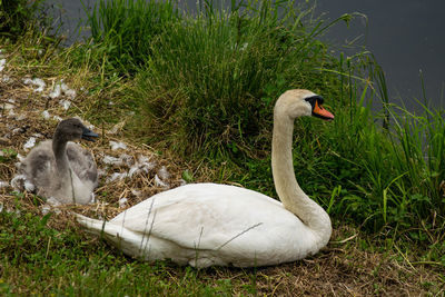 Swan on grassy field by lake