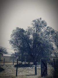 Bare trees on field