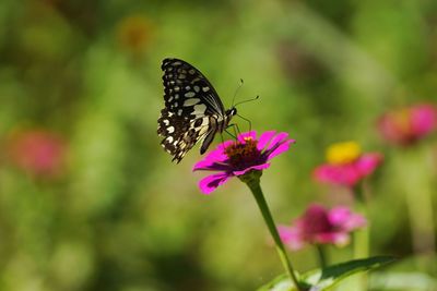 Close-up of butterfly pollinating on pink flower