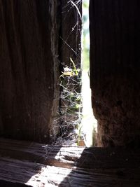 Narrow alley along trees