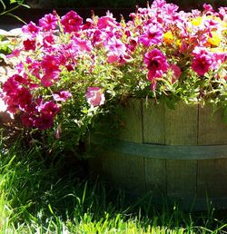 Pink flowers blooming in park