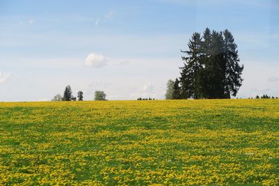 Scenic view of oilseed rape field against sky